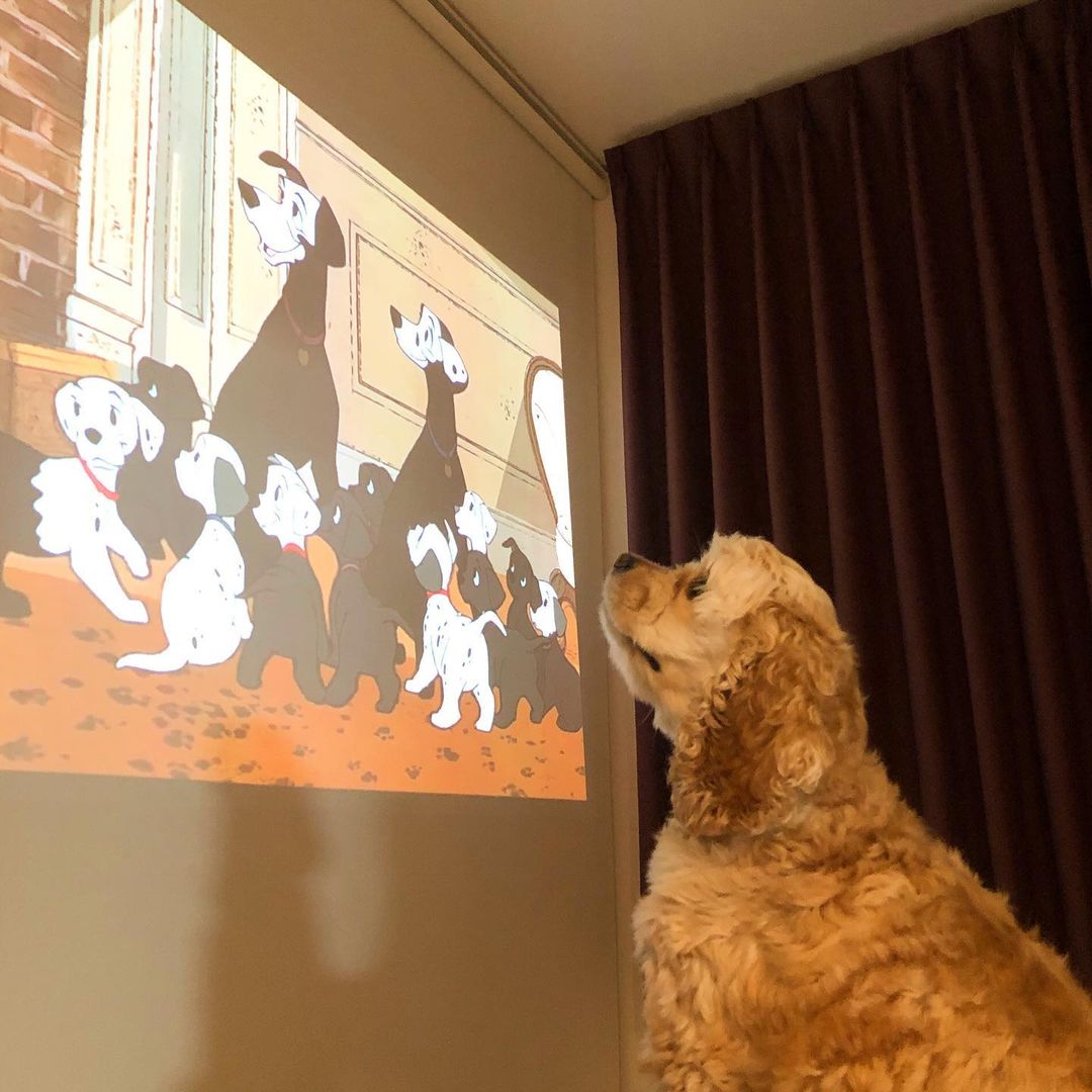 Choosing The Ideal Projector Screen